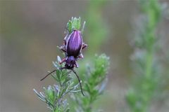 Eodorcadion carinatum