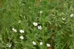 Stellaria dichotoma