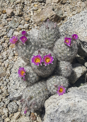 Escobaria alversonii