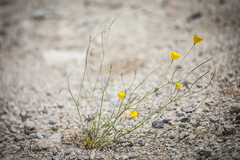 Eschscholzia papastillii