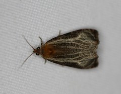 Olethreutes quadrifidum
