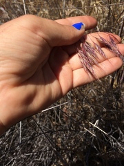 Bromus arenarius