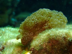 Image of Melibe coralophilia