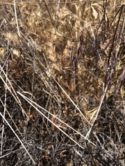 Bromus arenarius
