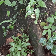 Oligodon octolineatus