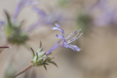 Eriastrum eremicum eremicum