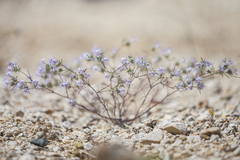 Eriastrum eremicum eremicum