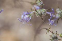 Eriastrum eremicum eremicum