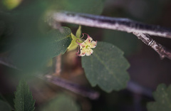 Ayenia compacta