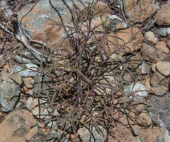 Cordylanthus pringlei