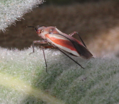 Lopidea marginata