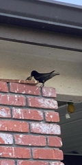 Sturnus vulgaris