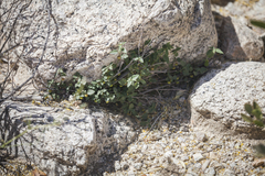 Ayenia compacta