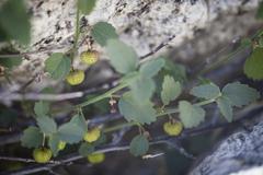 Ayenia compacta