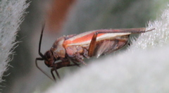 Lopidea marginata