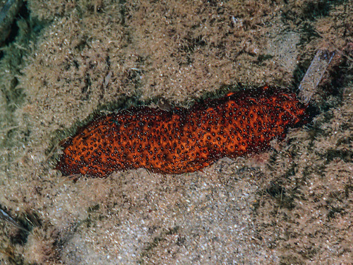 Holothuria poli Delle Chiaje, 1824