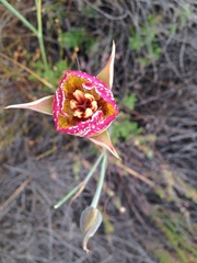 Calochortus plummerae