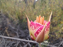 Calochortus plummerae