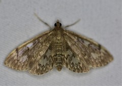 Anania coronata