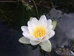 Nymphaea candida