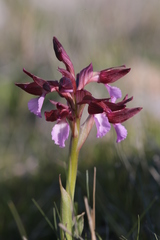 Anacamptis papilionacea papilionacea