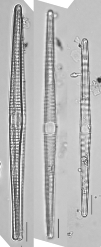 Synedra pulchella, 2017-05-20