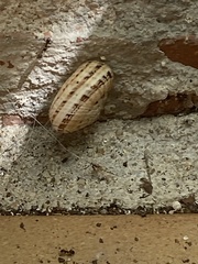 Xerosecta