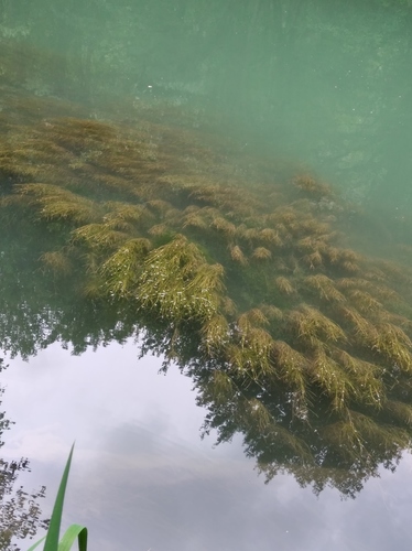 Potamogeton pectinatus iNat (2)