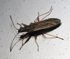 Paromius longulus