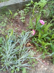 Dianthus plumarius