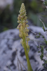 Orchis anthropophora