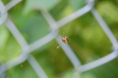 Araneidae