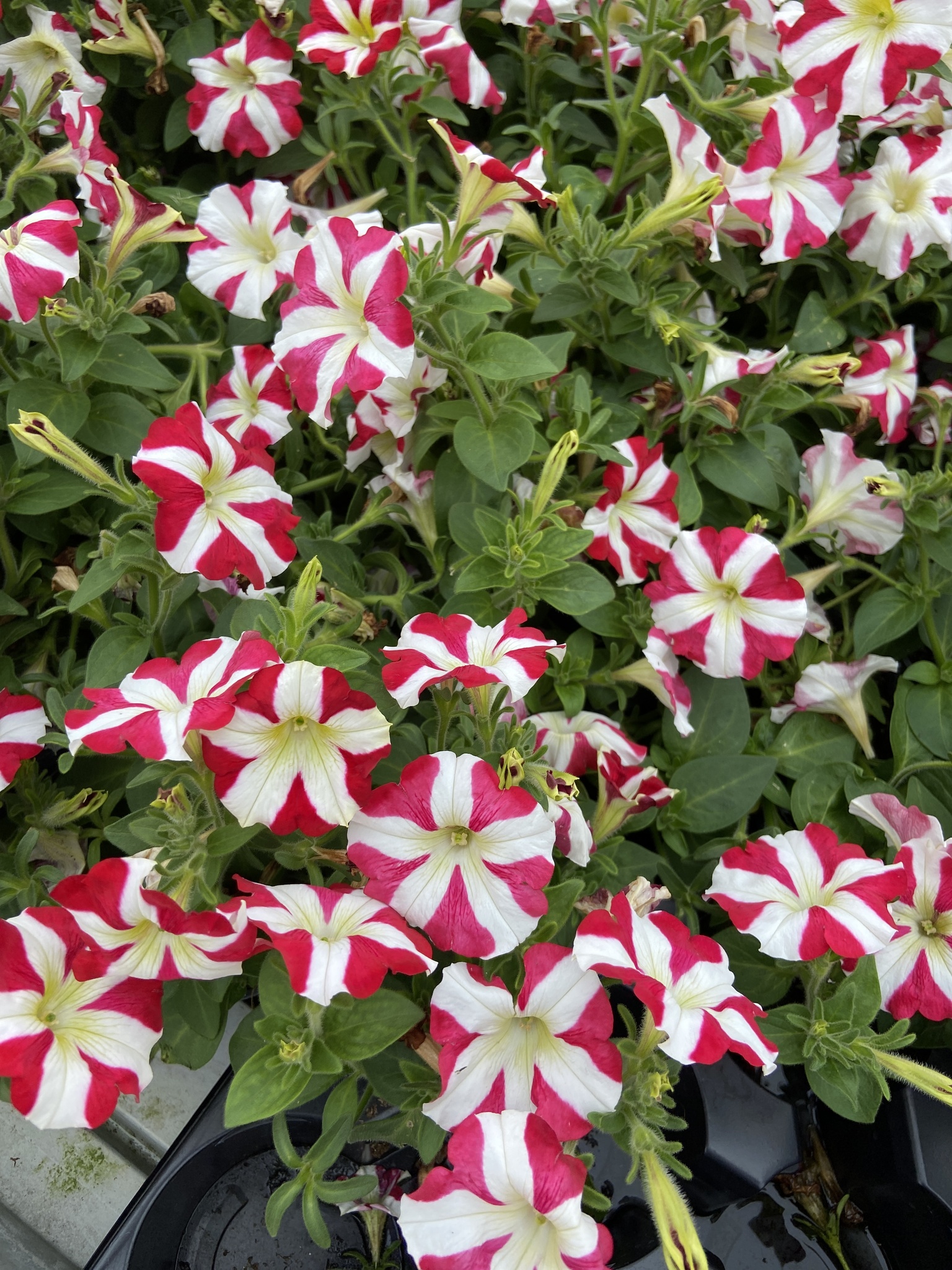 Petunia X atkinsiana