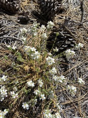 Leptosiphon melingii