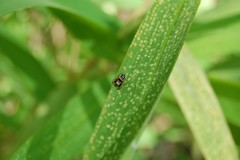 Paraphidippus aurantius