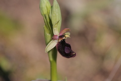 Ophrys bertolonii bertoloniiformis