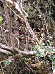 Diglossa gloriosissima