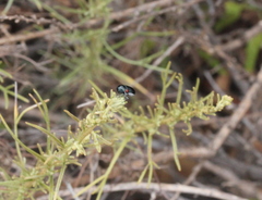 Saxinis deserticola