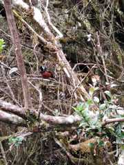 Diglossa gloriosissima