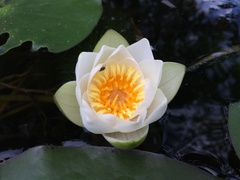 Nymphaea candida