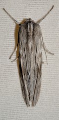 Capusa cuculloides