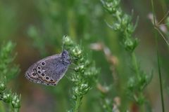 Coenonympha amaryllis