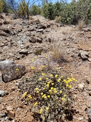 Eriogonum tripodum