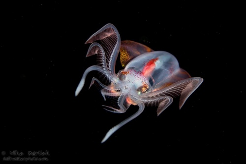 Diamondback Squid
