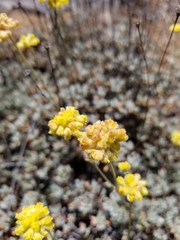 Eriogonum tripodum
