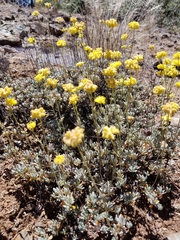 Eriogonum tripodum