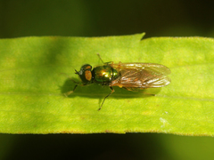 Chloromyia