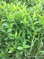 Polygonum aviculare