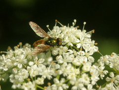 Chloromyia