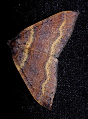 Larentia apotoma
